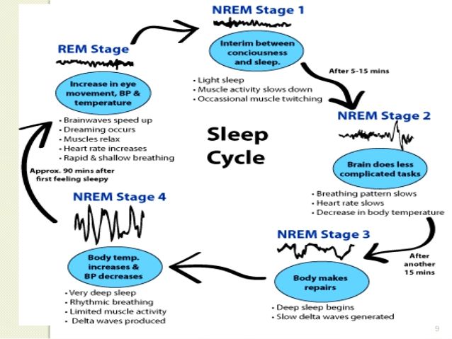sleep-cycle