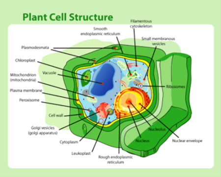 visual-plant_cell_structure