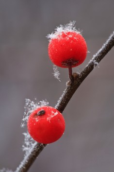 winterberrysnowflakemacro2