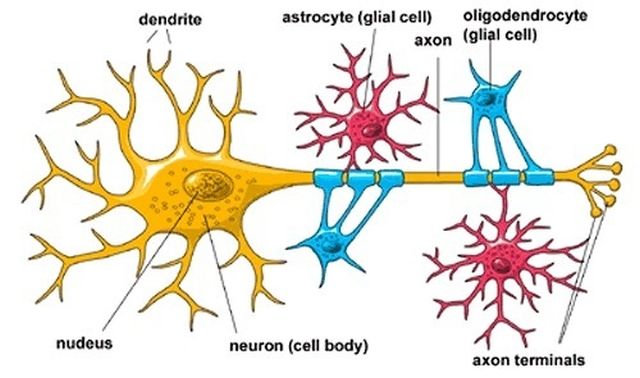 Brain-cells-structure