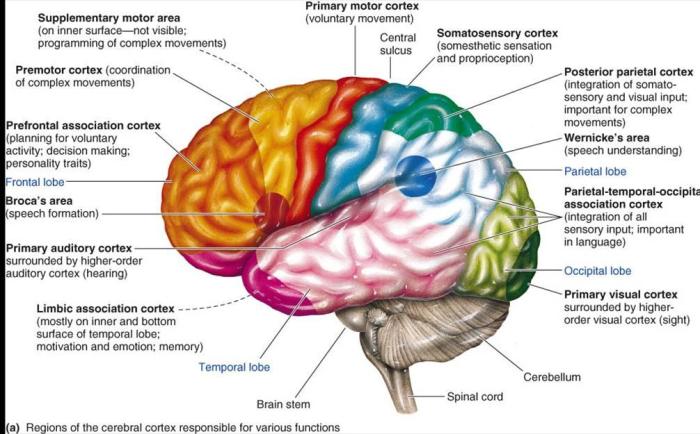brain_sections_and_functions1318611282834