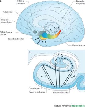 Codex-Endorhinal-image