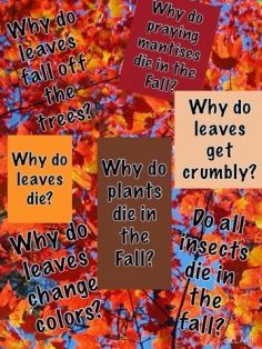 Cercetarea-adevarata-4